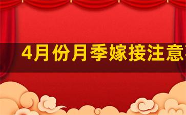 4月份月季嫁接注意事项