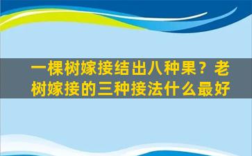 一棵树嫁接结出八种果？老树嫁接的三种接法什么最好