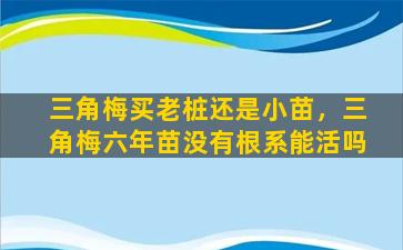 三角梅买老桩还是小苗，三角梅六年苗没有根系能活吗