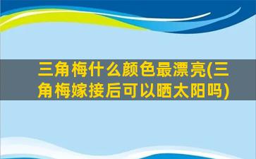 三角梅什么颜色最漂亮(三角梅嫁接后可以晒太阳吗)