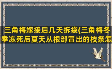 三角梅嫁接后几天拆袋(三角梅冬季冻死后夏天从根部冒出的枝条怎么管理)