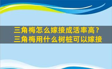 三角梅怎么嫁接成活率高？三角梅用什么树桩可以嫁接