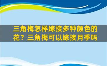 三角梅怎样嫁接多种颜色的花？三角梅可以嫁接月季吗