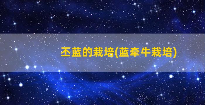 丕蓝的栽培(蓝牵牛栽培)