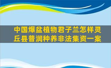 中国爆盆植物君子兰怎样灵丘县普润种养非法集资一案