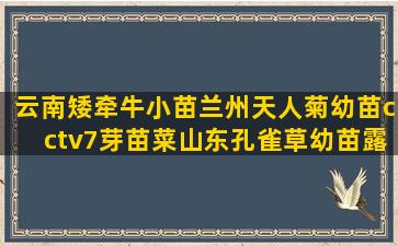 云南矮牵牛小苗兰州天人菊幼苗cctv7芽苗菜山东孔雀草幼苗露天栽培大棚怎么搭建(云南矮牵牛小苗栽培)