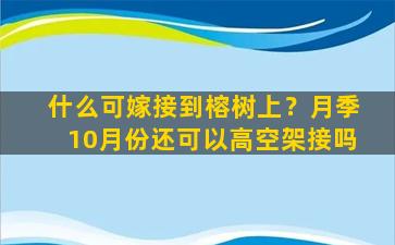 什么可嫁接到榕树上？月季10月份还可以高空架接吗