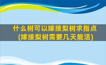 什么树可以嫁接梨树求指点(嫁接梨树需要几天能活)