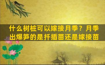 什么树桩可以嫁接月季？月季出爆笋的是扦插苗还是嫁接苗