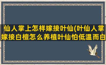 仙人掌上怎样嫁接叶仙(叶仙人掌嫁接白檀怎么养植叶仙怕低温而白檀不怕冷)