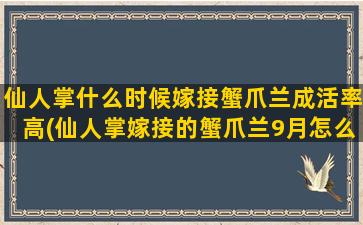 仙人掌什么时候嫁接蟹爪兰成活率高(仙人掌嫁接的蟹爪兰9月怎么养)