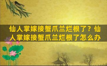 仙人掌嫁接蟹爪兰烂根了？仙人掌嫁接蟹爪兰烂根了怎么办