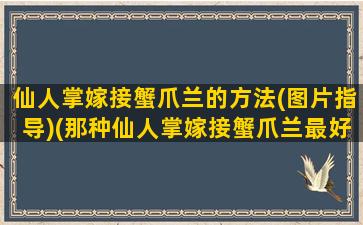 仙人掌嫁接蟹爪兰的方法(图片指导)(那种仙人掌嫁接蟹爪兰最好米邦塔掌可以吗)