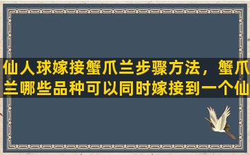 仙人球嫁接蟹爪兰步骤方法，蟹爪兰哪些品种可以同时嫁接到一个仙人掌上