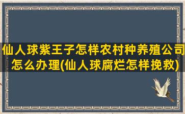 仙人球紫王子怎样农村种养殖公司怎么办理(仙人球腐烂怎样挽救)