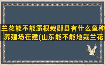 兰花能不能露根栽郧县有什么鱼种养殖场在建(山东能不能地栽兰花)