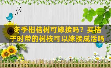 冬季柑桔树可嫁接吗？买桔子时带的树枝可以嫁接成活吗