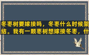 冬枣树要嫁接吗，冬枣什么时候架结。我有一颗枣树想嫁接冬枣，什么时候合适啊，问专家谢谢