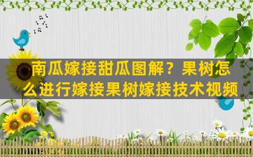 南瓜嫁接甜瓜图解？果树怎么进行嫁接果树嫁接技术视频