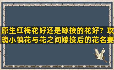 原生红梅花好还是嫁接的花好？玫瑰小镇花与花之间嫁接后的花名要全的