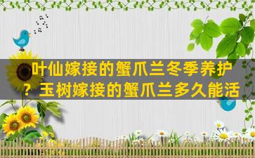 叶仙嫁接的蟹爪兰冬季养护？玉树嫁接的蟹爪兰多久能活