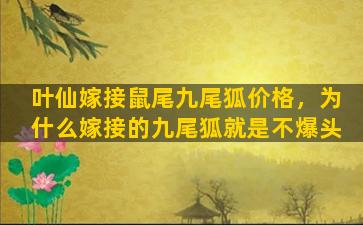 叶仙嫁接鼠尾九尾狐价格，为什么嫁接的九尾狐就是不爆头