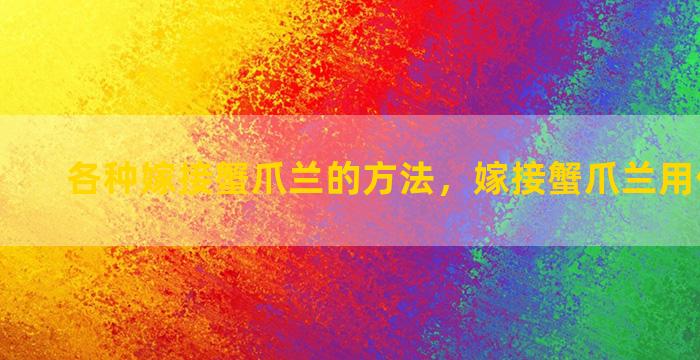 各种嫁接蟹爪兰的方法，嫁接蟹爪兰用什么固定