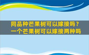 同品种芒果树可以嫁接吗？一个芒果树可以嫁接两种吗