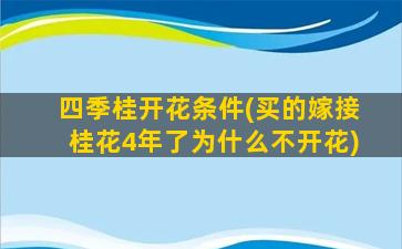 四季桂开花条件(买的嫁接桂花4年了为什么不开花)