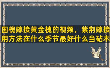 国槐嫁接黄金槐的视频，紫荆嫁接用方法在什么季节最好什么当砧木