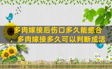 多肉嫁接后伤口多久能癒合，多肉嫁接多久可以判断成活