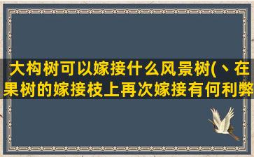 大构树可以嫁接什么风景树(丶在果树的嫁接枝上再次嫁接有何利弊)