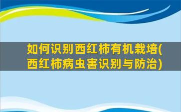 如何识别西红柿有机栽培(西红柿病虫害识别与防治)