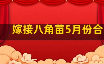 嫁接八角苗5月份合适吗