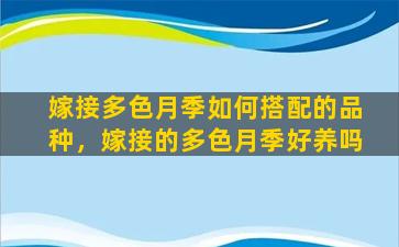 嫁接多色月季如何搭配的品种，嫁接的多色月季好养吗