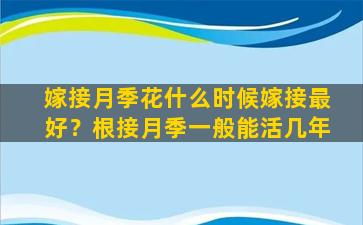 嫁接月季花什么时候嫁接最好？根接月季一般能活几年