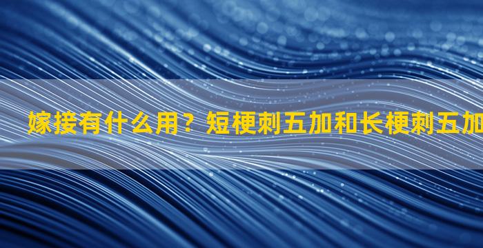 嫁接有什么用？短梗刺五加和长梗刺五加可以嫁接吗