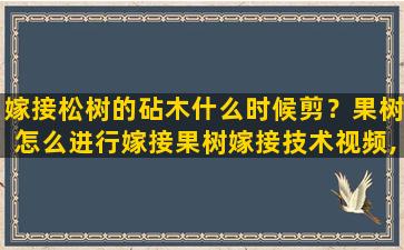 嫁接松树的砧木什么时候剪？果树怎么进行嫁接果树嫁接技术视频,嫁接方法图解