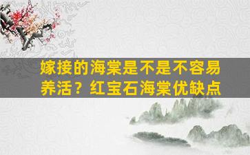 嫁接的海棠是不是不容易养活？红宝石海棠优缺点