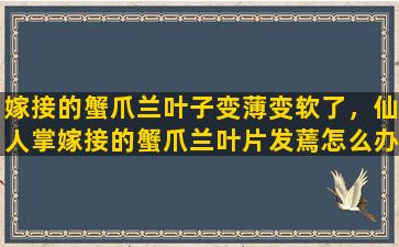 嫁接的蟹爪兰叶子变薄变软了，仙人掌嫁接的蟹爪兰叶片发蔫怎么办