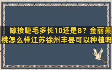 嫁接睫毛多长10还是8？金丽黄桃怎么样江苏徐州丰县可以种植吗