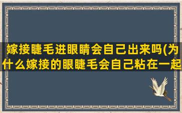 嫁接睫毛进眼睛会自己出来吗(为什么嫁接的眼睫毛会自己粘在一起啊)