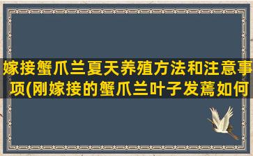 嫁接蟹爪兰夏天养殖方法和注意事项(刚嫁接的蟹爪兰叶子发蔫如何处理)