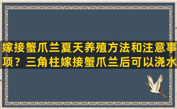 嫁接蟹爪兰夏天养殖方法和注意事项？三角柱嫁接蟹爪兰后可以浇水吗