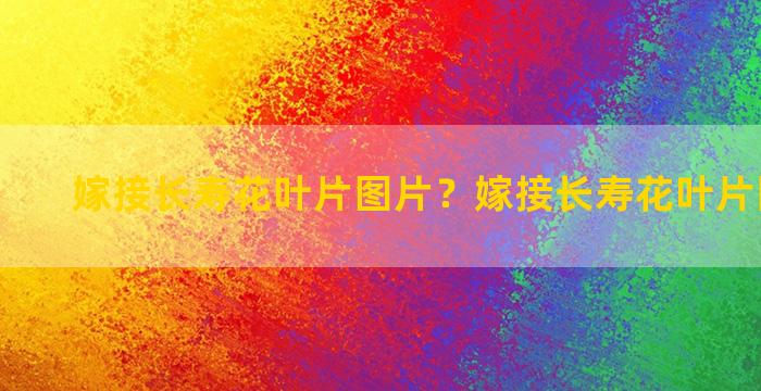 嫁接长寿花叶片图片？嫁接长寿花叶片图片欣赏