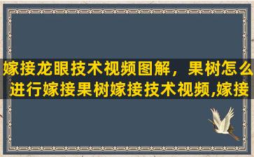 嫁接龙眼技术视频图解，果树怎么进行嫁接果树嫁接技术视频,嫁接方法图解