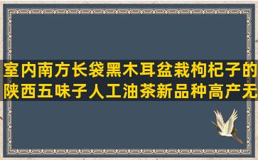 室内南方长袋黑木耳盆栽枸杞子的陕西五味子人工油茶新品种高产无土栽培的创始人