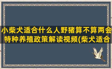 小柴犬适合什么人野猪算不算两会特种养殖政策解读视频(柴犬适合什么玩具)