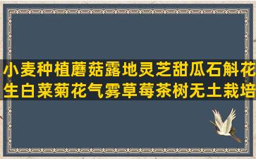 小麦种植蘑菇露地灵芝甜瓜石斛花生白菜菊花气雾草莓茶树无土栽培设备