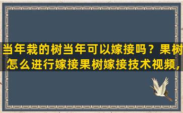 当年栽的树当年可以嫁接吗？果树怎么进行嫁接果树嫁接技术视频,嫁接方法图解